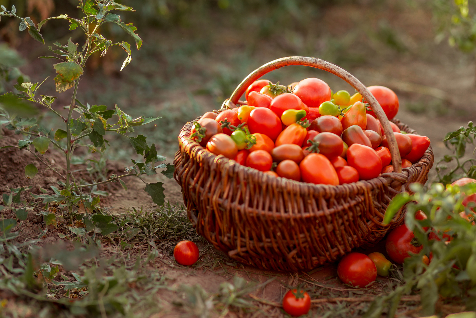 Tomato harvesting